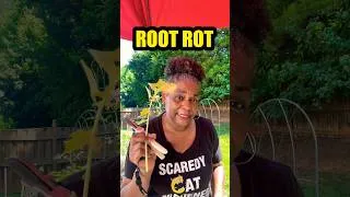 Thumbnail: The Midday Panic Mistake Destroying Your Garden!