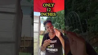 Thumbnail: 12 INCH Money Pit EVERY Gardener Needs To Know!