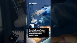 Thumbnail: Female Brains Wake Up from Anesthesia Differently Than Male Brains