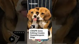 Thumbnail: CRISPR Gene Editing Creates Hypoallergenic Dogs