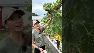 Thumbnail: Protecting our Sunflower Harvest from Birds 🌻