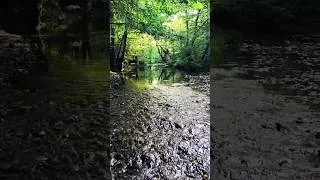 Thumbnail: Forest River Ambiance #nature #naturesounds #stream #river #forest #thesilentwatcher #asmr #creek