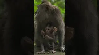 Thumbnail: Cute 🐵 Funny 🐵 Sleepy Monkeys 🐵 #monkey #funny #adorable #animal #cute #nature #sleepy #babymonkey
