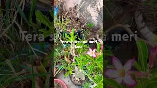 Thumbnail: Hay kya khubsurti hai plant ki❤️ #shorts