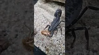 Thumbnail: Feeding My Scorpion! (Androctonus crassicauda) 😮 #shorts