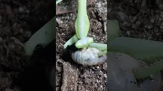 Thumbnail: Feeding My Praying Mantis!!😮 #shorts