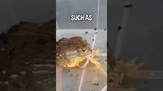 Thumbnail: African Bullfrogs Can Eat Anything! 😮🐥🐸 #shorts