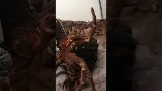 Thumbnail: My Tarantula Is Cloning Herself! 🕷😮 #shorts