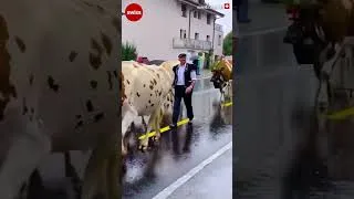 Thumbnail: 🐄🏠 Switzerland 🇨🇭 🌺 Cow Festival | Swiss Cow Parade | Alpabzug Ababfahrt | #swiss