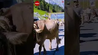 Thumbnail: 🐄🏠 Switzerland 🇨🇭 🌺 Cow Festival | Swiss Cow Parade | Alpabzug Ababfahrt | #swiss