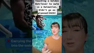 Thumbnail: Watch this before introducing your dog to water!