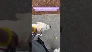Thumbnail: Teaching loose leash walking to a reactive Labrador puppy with only one word