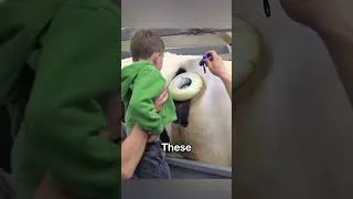 Thumbnail: This Cow Video Will BLOW Your Mind