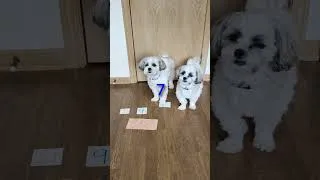 Thumbnail: Dog Math | November 9, 2025 🐕🔢🤓 #dog #shorts