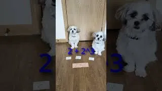 Thumbnail: Dog Math | November 6, 2025 🐕🔢🤓 #dog #shorts