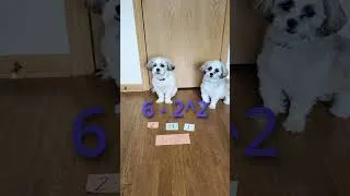 Thumbnail: Dog Math | May 28, 2025 🐕🔢🤓 #dog #shorts