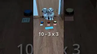 Thumbnail: Dog Math | January 16, 2025 🐕🔢🤓 #dog #shorts