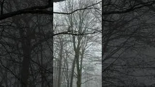 Thumbnail: Spooky Spring Morning