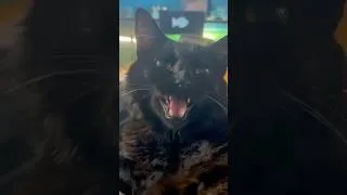 Thumbnail: Kitty Wants Snackies, Chatty Cat Requests Snacks, Fluffy Void Speaks, Cat Arguing with Mom #cats