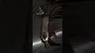 Thumbnail: Croaky Chatty Kitten, Talking Kitty, Funny Rescue Cat Speaking, Funny Meows, Void Kitten #cat