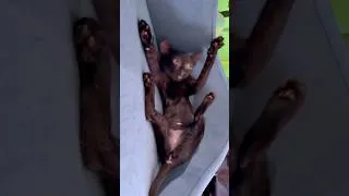 Thumbnail: Big Stretch Kitty, Lanky Kitten Does a Biiiig Stretch on Cat Sofa, Funny Cat Video, Black Cat Vobes