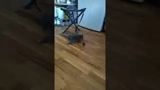Thumbnail: Little kitty playing