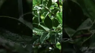 Thumbnail: Find Your Inner Peace #rainsoundsforsleeping  #rainsounds #rain