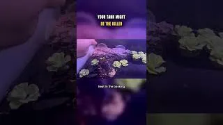 Thumbnail: This Tank Mistake Kills More Pet Turtles Than Anything Else  #turtle #turtlewatching #petturtle