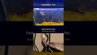 Thumbnail: Turtle Floating Sideways? It's This Deadly Infection  #turtle #turtlewatching #petturtle