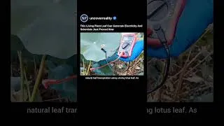 Thumbnail: Breakthrough: This Living Plant Leaf Can Generate Electricity. Heres How #plants #shorts #tech