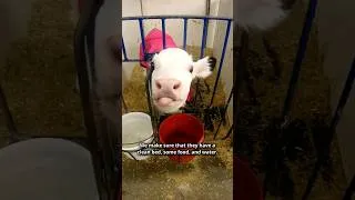 Thumbnail: Day in the Life of an Animal and Veterinary Sciences Major