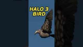 Thumbnail: The HIDDEN Halo 3 Bird (Halo Files EP 20)