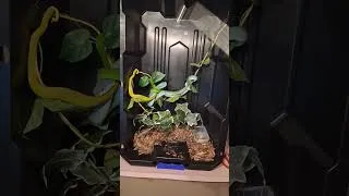 Thumbnail: Crazy Colorful Vipers Headlock Eachother