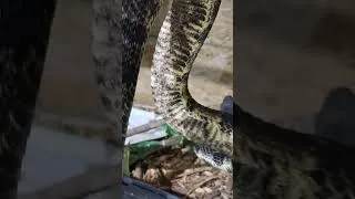 Thumbnail: Amazing Rattlesnake Compilation - Knockin On Heavens Door
