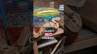 Thumbnail: Caught With His Hand In The Cookie Jar