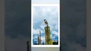 Thumbnail: POV,bird photography with my Nikon d7100.still works #photography #nikkor #tv #nikon#photoshoot