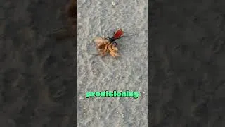 Thumbnail: Nature’s Most Savage Takedown 🕷️🔥