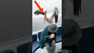 Thumbnail: Animals that like humans 🐠