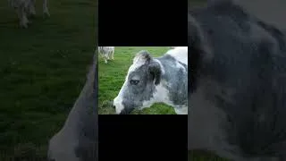 Thumbnail: ⚠️ Attention :vraies photos ! Vaches Bleu Blanc Belge (BBB) de Wallonie. #vaches