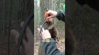 Thumbnail: The secret wild meat even kids love!