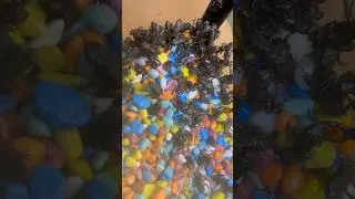 Thumbnail: Frog army day 115.