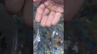 Thumbnail: Frog army day 67 they are becoming more frog like.