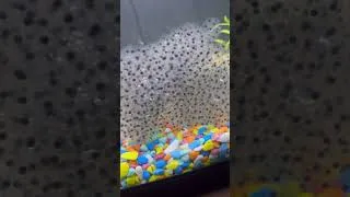 Thumbnail: Raising frogs nearly 2 month. Comment what I should feed the frog army