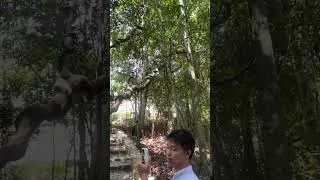 Thumbnail: #music #Rừng nguyên sinh