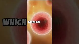 Thumbnail: How Does the Immune System Work - A Quick Overview! #immunesystem #science #shorts