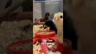 Thumbnail: Baby chic live stream