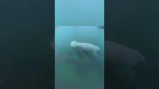 Thumbnail: SEA COWS!