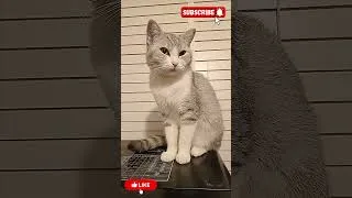 Thumbnail: My Cat Is Cute 🐈 #shorts #pets #cats #vikingmusic