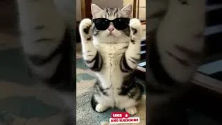 Thumbnail: Dancing Cat 🐈 😻 🐈‍⬛️ #shorts #pets #familyfun