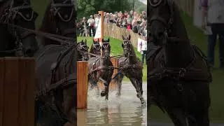 Thumbnail: 4 horses are better then 1?🐴🐴🐴🐴